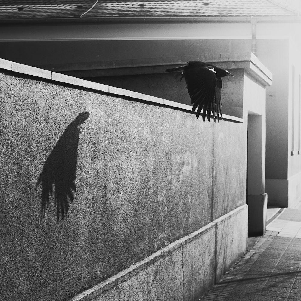 Edgar Allan Poe's The Raven