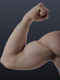 Bicep Beauty Row – Lift with Grace & Power